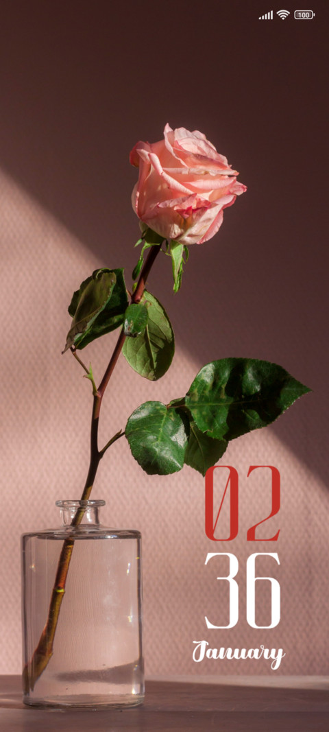 Rose preview