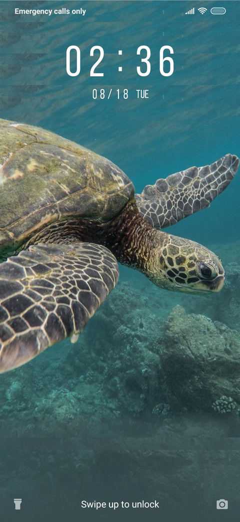 Turtle_3MDS preview