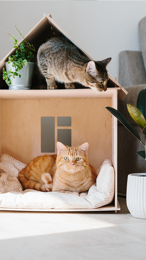 Two Cats in Wooden Cat House preview
