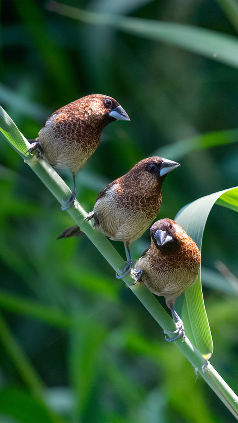 The whitebellied finch among the reeds preview