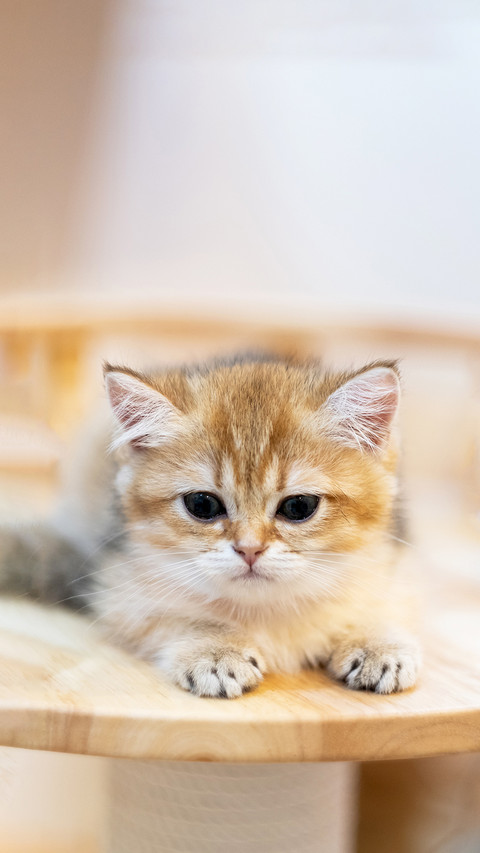 Cute British Longhair cat indoor preview
