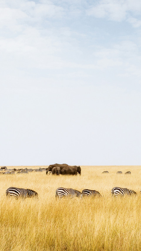 wild animal-13 preview