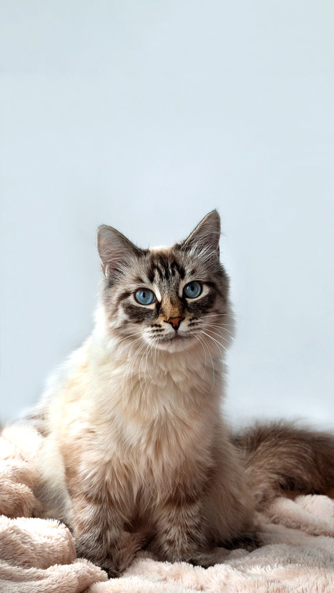 Furry kitten of seal lynx point color with blue eyes preview