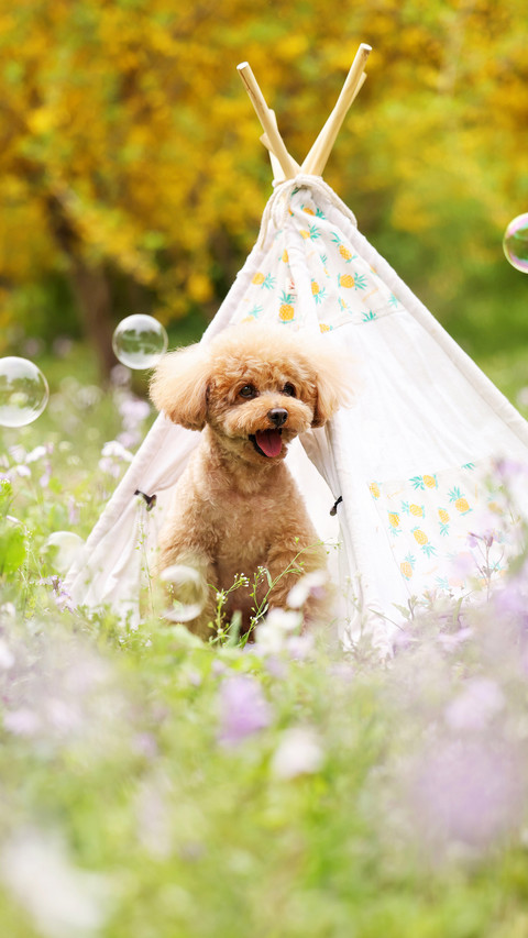 The things about dog picnics preview