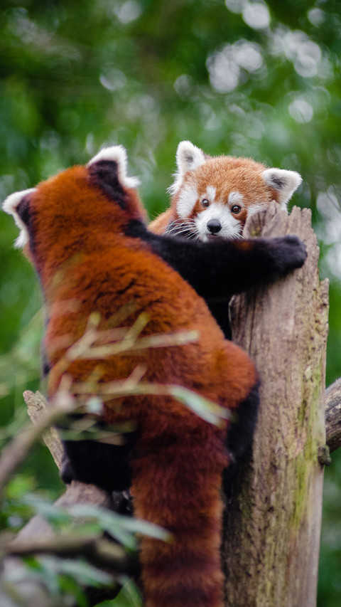 Ailurus fulgens (1) preview