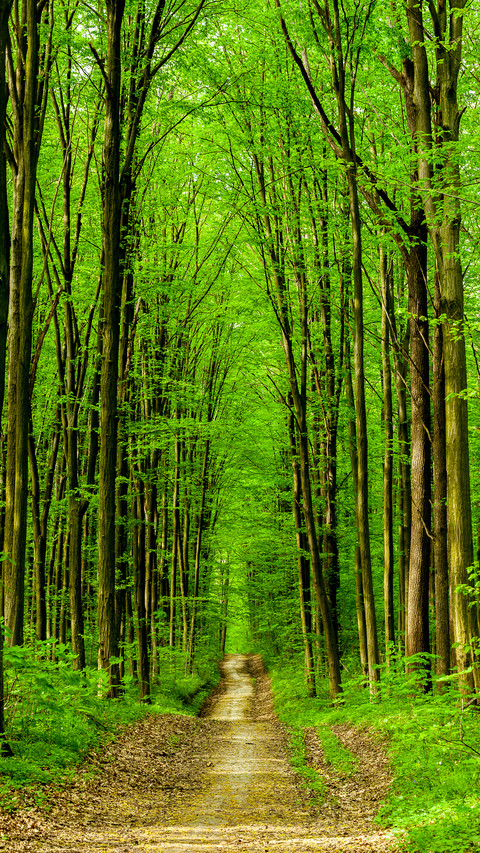 Eye-friendly forest wallpapers preview