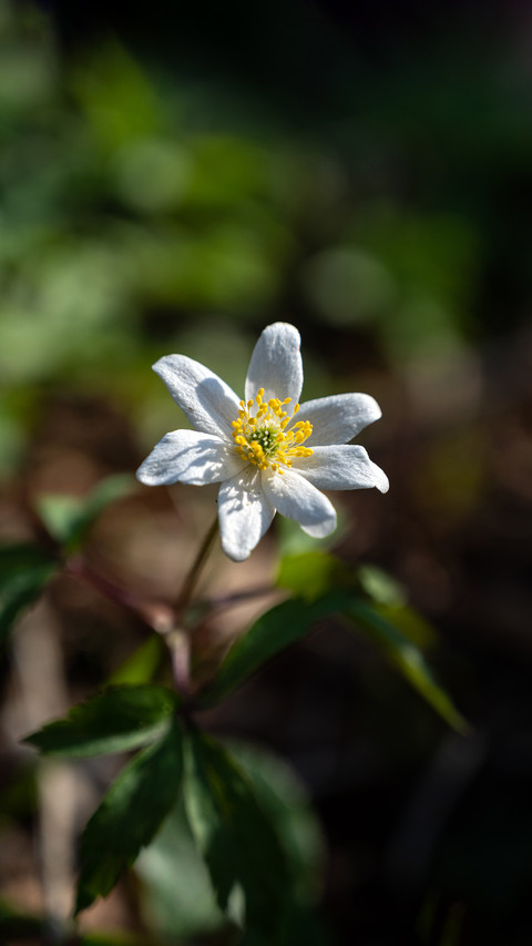 花枝招展壁纸-锐景创意 preview