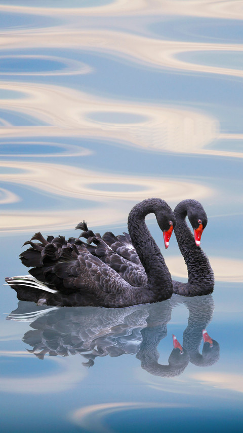 Three types of swans gather in Nanhaizi 8 preview