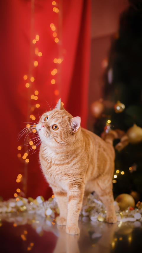 British Kitten Sitting with A Studio Color Background preview