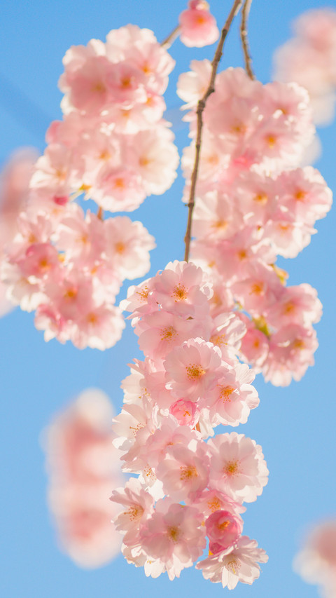Cherry blossoms in splendor preview
