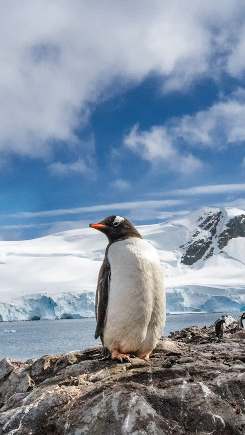Penguin Standing on A Rock by The Sea preview