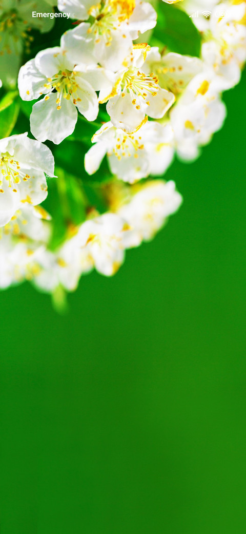 Blossom Tri preview
