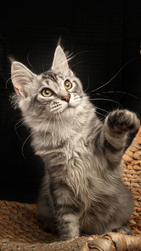 Maine coon cat 2 preview