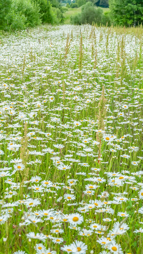 Summer flowers and plants preview