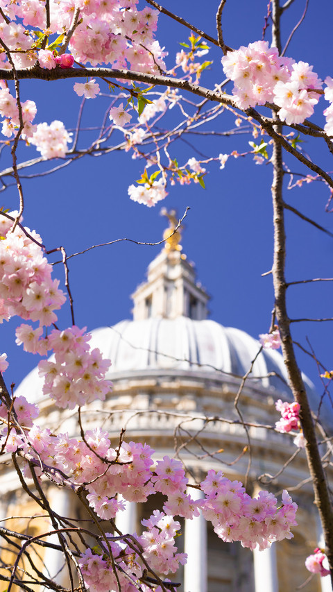 Cherry blossoms in splendor preview