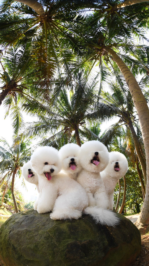 How are you friends who keep Bibi bears 53 preview
