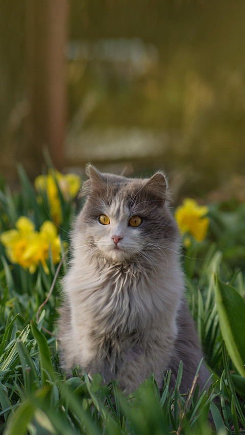 Young Cat Walks and Enjoying a Beautiful Garden preview