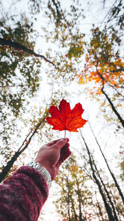 A leaf knows autumn preview