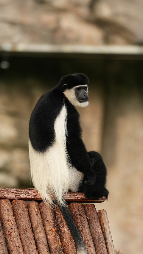 What secrets does the black and white spirit monkey hold preview