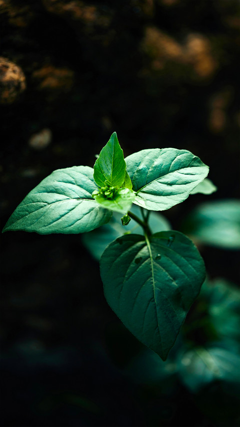 Fresh Green Leaf Wallpaper preview