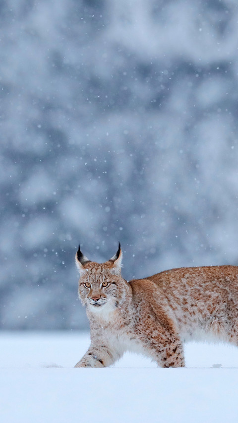 Lynx in the snow, snowy forest in February preview