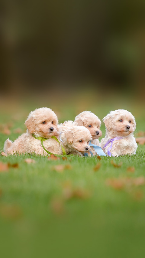 Adorable Maltese and Poodle mix Puppy preview