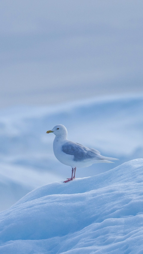 A lovely seagull stands on an iceberg preview