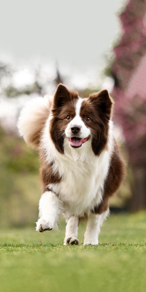 Ranking of intelligence quotient in the dog world preview