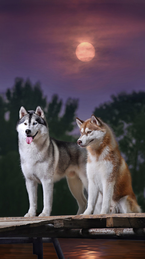 What about dogs howling at night 7 preview