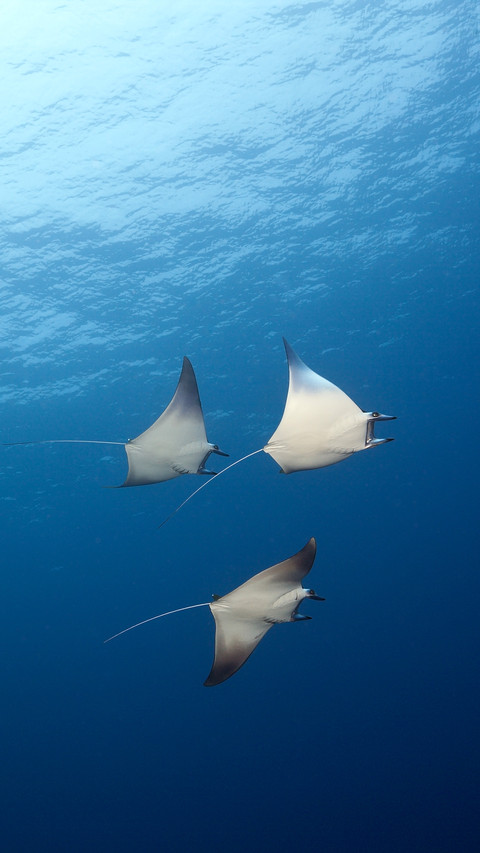Manta ray preview