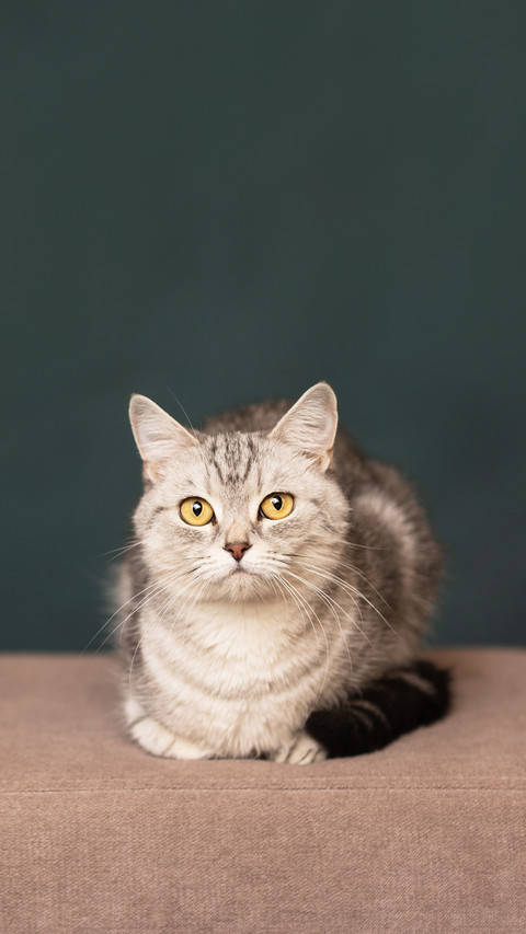 Beautiful british cat with rose flowers in a festive setting preview