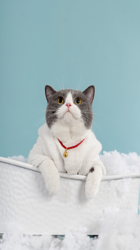 Cat preview