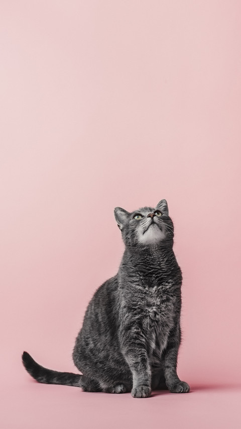 胆小猫咪的社会化训练 preview