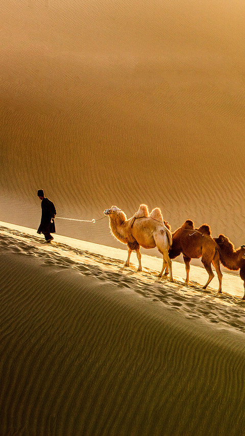 india-camels preview