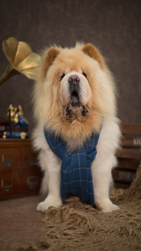 Ideal family pet preview