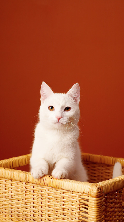 Portrait of White Pretty Cat on a Red Background preview