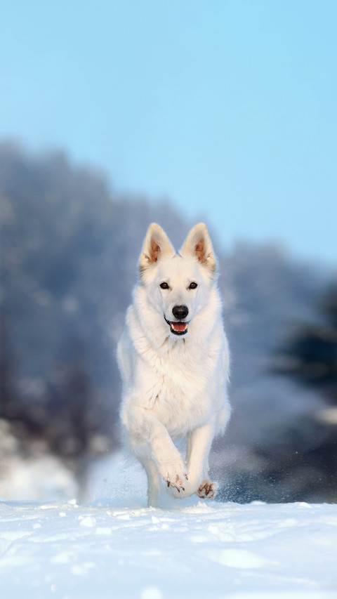 A White German Shepherd Running on The Snow preview