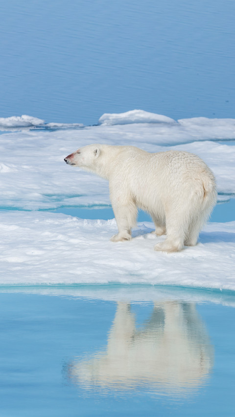Polar Bear preview
