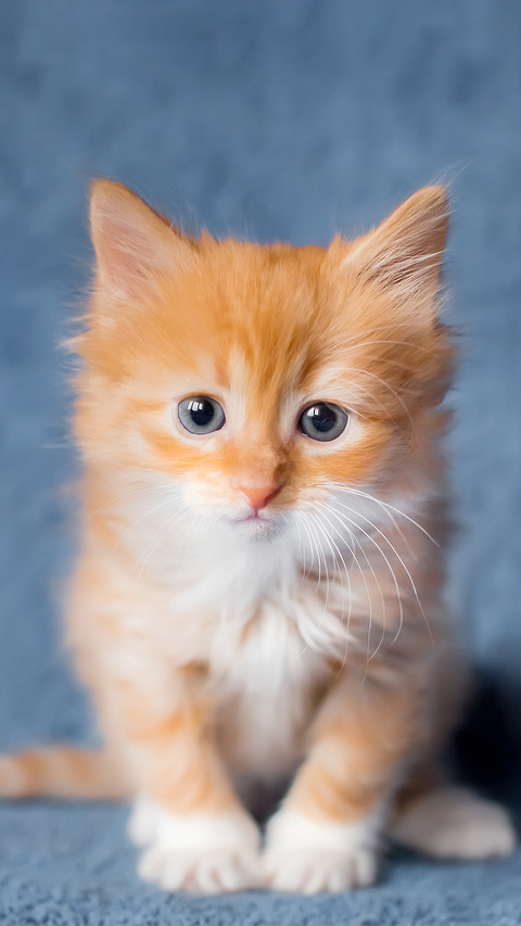 Portrait of the little orange cat in a sitting position preview
