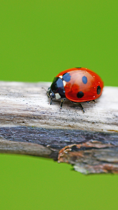 ladybug (2) preview