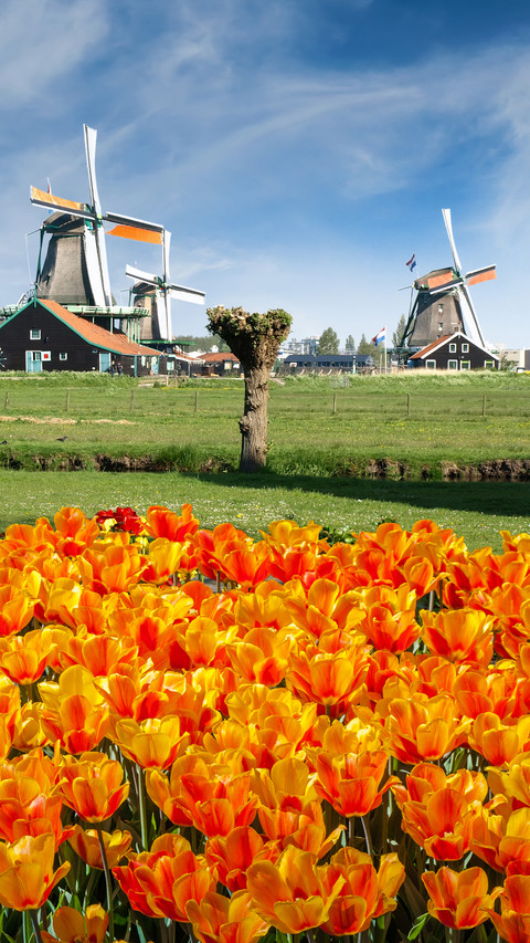 Windmill preview