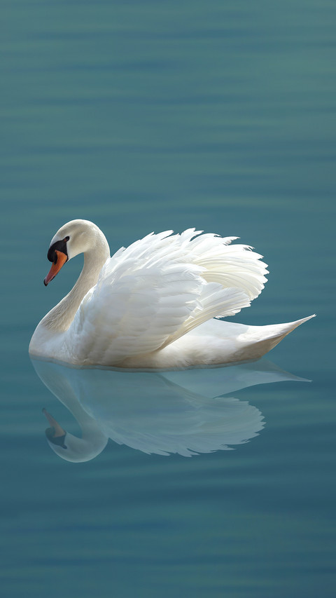 White swan 7 preview