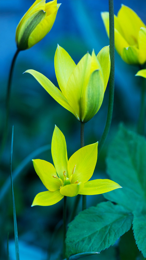 Fresh and natural wildflowers preview