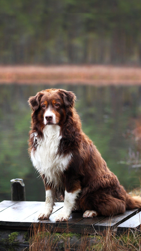 Beautiful australian shepherd dog on a pier by the lake preview