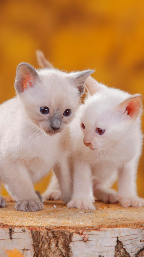 Two siamese cats with different patterns preview