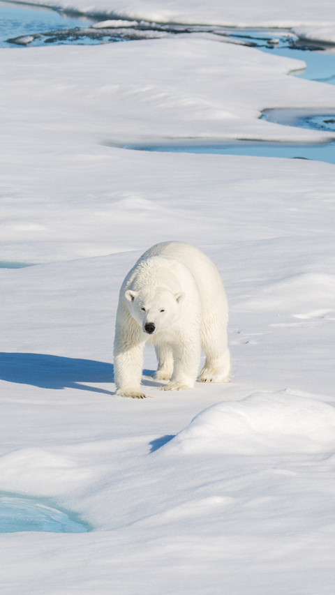 A Polar Bear Walking on The Ice preview