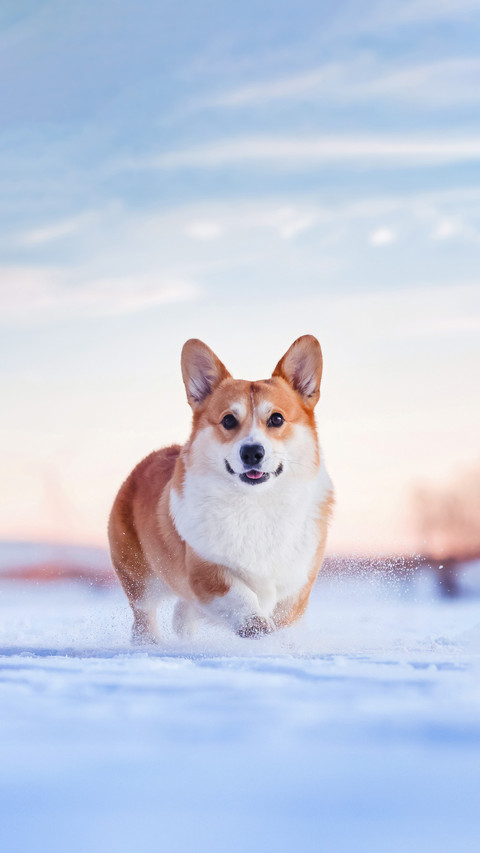 Classification of dog love levels preview