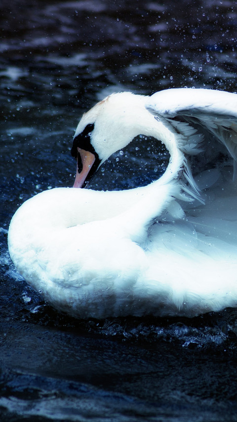 swan (3) preview