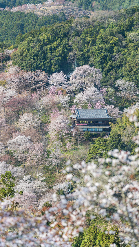 cherry blossom preview