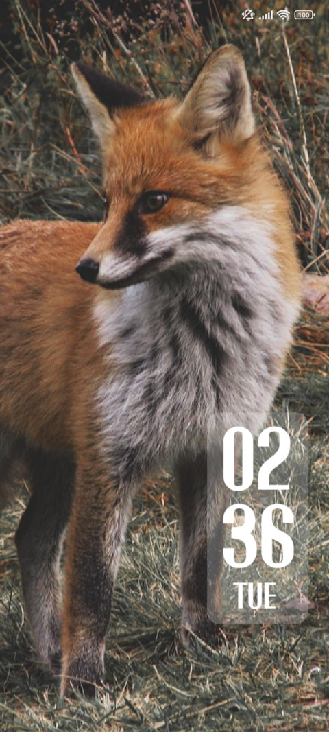 Fox Wild preview